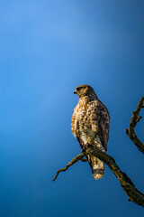 Mäusebussard im freier Natur