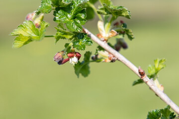 Close up of European gooseberry (ribes uva-crispa) blossom