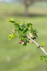 Close up of European gooseberry (ribes uva-crispa) blossom