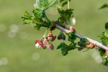 Close up of European gooseberry (ribes uva-crispa) blossom