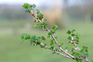 European gooseberry (ribes uva-crispa)