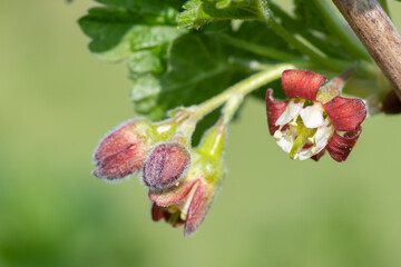 Macro shot of European gooseberry (ribes uva-crispa) blossom