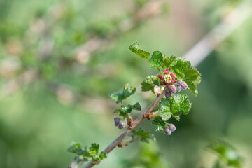 Close up of European gooseberry (ribes uva-crispa) blossom