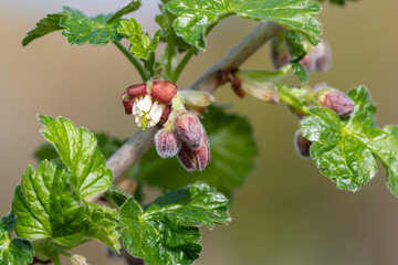 Macro shot of European gooseberry (ribes uva-crispa) blossom