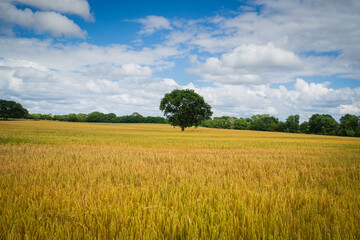 Crops growing in fields near to Billinge above St Helens in Merseyside.