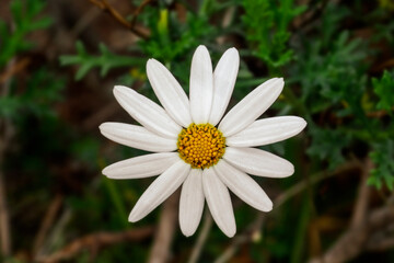 white daisy flower