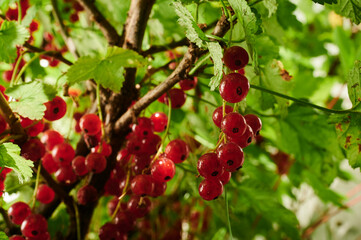 ripe currants on the branches of bushes