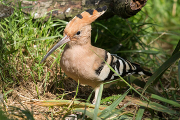 Wiedehopf am Boden © Aloisia
