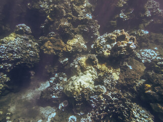 Naklejka na ściany i meble Underwater image of Pacific ocean water and the coral reef taken in Maui Hawaii