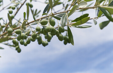 Green olives on a branch against the blue sky