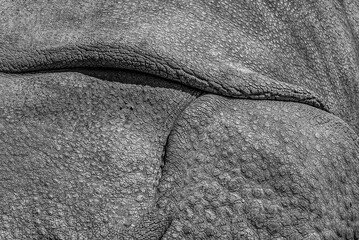 The rough texture of rhinoceros skin (live photograph) - obrazy, fototapety, plakaty