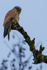 Turmfalke Schweiz