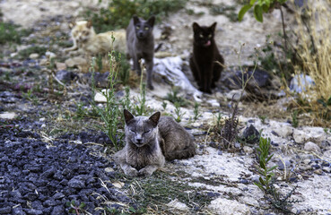 Naklejka premium Street abandoned cats