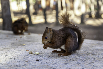 Squirrel eating in the forest