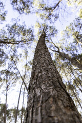 Fototapeta premium Tree trunk and sky
