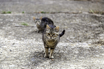 Gray cat on the street