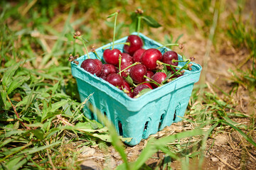 Tart Cherries in a basket
