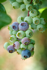 Blueberries Up Close 2