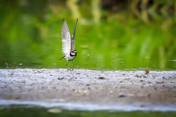 Close-up portrait of Little Ringed Plover taking off from a muddy beach on a green background. Charadrius dubius.