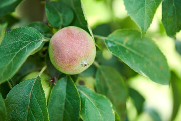 Apple Growing