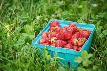 strawberries in a basket