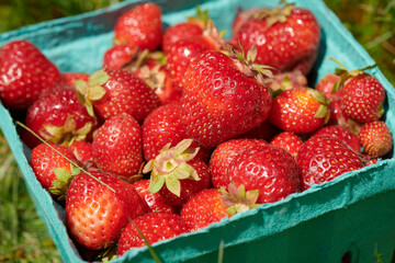 strawberries free picked in a basket
