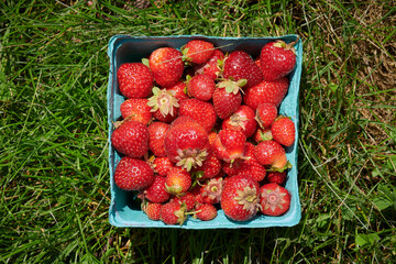 Strawberries freshly picked on grass