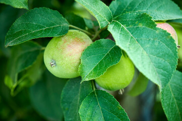 Apple Growing