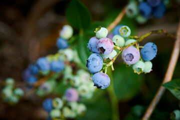 Blueberries on a Branch