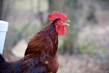 Rooster