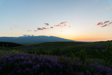 Fototapeta na wymiar Beautiful sunset landscape, flowers filed, panoramic mountains view.