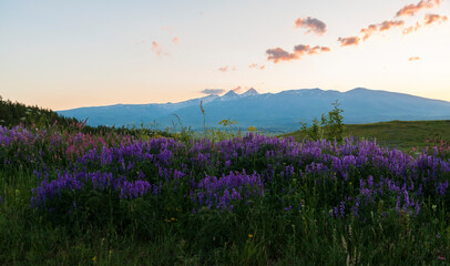 Fototapeta premium Beautiful sunset landscape, flowers filed, panoramic mountains view.