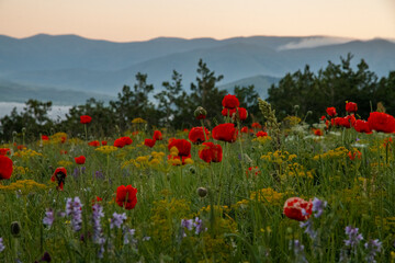 Beautiful poppy field in the morning.