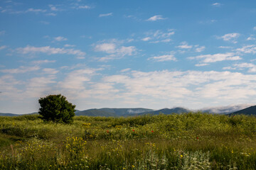 Fototapeta premium Green field with tree mountains and blue sky.