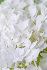 hydrangeas macro high key with selective focus. White hydrangea flowers tender romantic floral background.