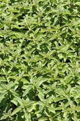 pepper mint plants agriculture garden