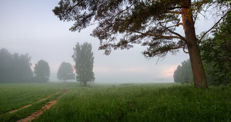 rural morning foggy landscape with trees