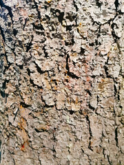 abstract illustration of a tree bark texture