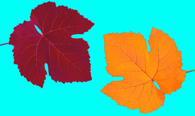 leaf of grapes, red and yellow, on a blue background in isolation