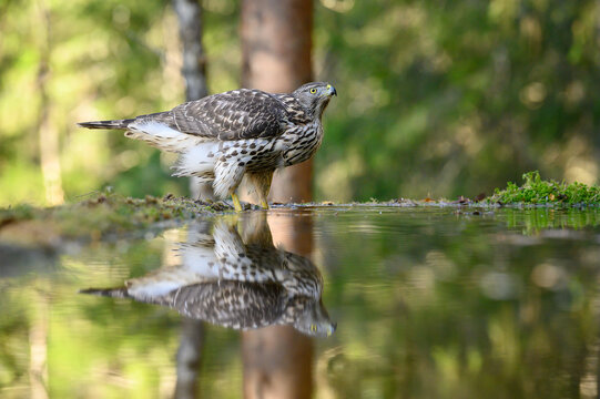 Northern goshawk (Accipiter gentilis) by small pond with reflection
