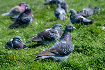 Common pigeons resting on grass