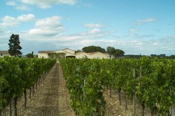 Chateau Petrus in Pomerol