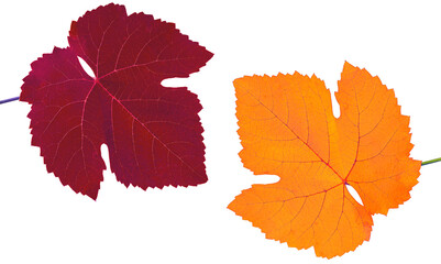leaf of grapes, red and yellow, on a blue background in isolation