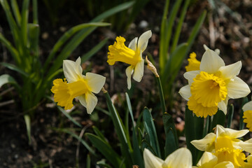 Wild daffodil or Lent lily, Narcissus pseudonarcissus, also called common daffodil or trumpet narcissus, group of yellow flowers with green at sunny summer day, meadow in spring
