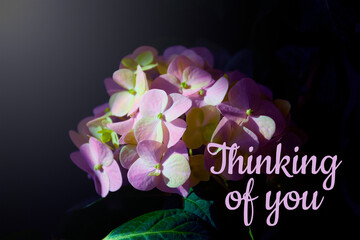 Thinking of you - card. Hydrangea flower on a dark background.
