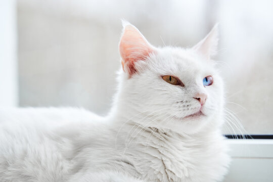 White cat with different color eyes. Turkish angora. The portrait of white cat with blue and yellow eye lies on the windowsill. Adorable domestic pets, heterochromia.