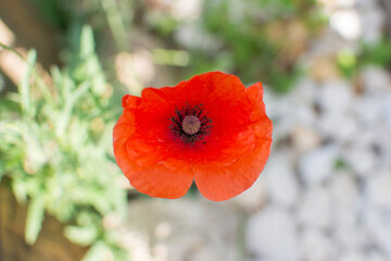 blooming red poppy flower top view close up