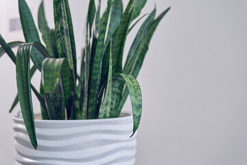 Indoor plant Sansevieria trifasciata in a white ceramic pot on a light background in a minimalist style close-up. With space to copy. High quality photo