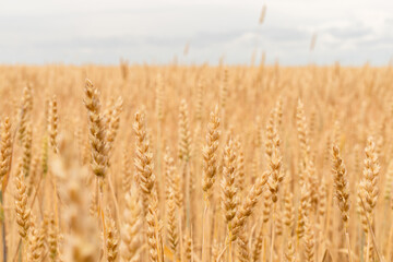 Ripe wheat ears in a wheat field