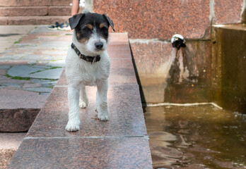 Small cute terrier dog on parapet of fountain in park